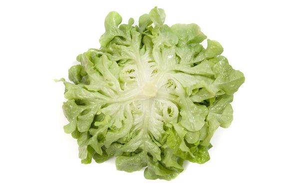 Фото 2 - Кириния салат тип Дуболистый Rijk Zwaan 1 000 семян