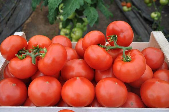 Фото 3 - Максин F1 томат индетерминантный Hazera 500 семян