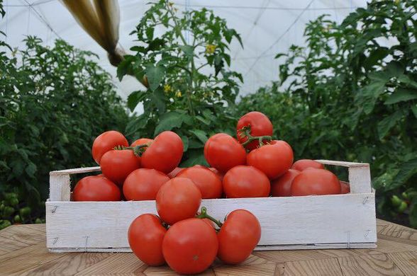 Фото 2 - Максин F1 томат индетерминантный Hazera 500 семян