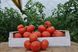 Максин F1 томат индетерминантный Hazera 500 семян