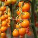 Несси (КС 1549) F1 томат индетерминантный черри Kitano Seeds 1000 семян