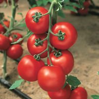 Фото 1 - Джадело F1 томат индетерминантный Hazera 500 семян