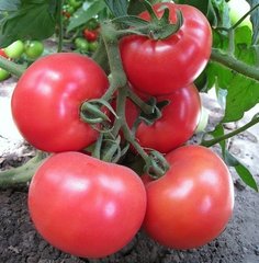 Фото 1 - Кітару F1 (KS/КС 14 F1) томат індетермінантний Kitano Seeds 100 насінин