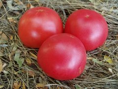 Фото 1 - Фенда F1 томат индетерминантный Clause 250 семян