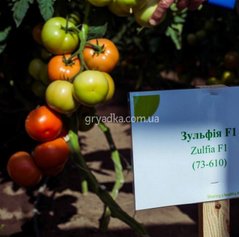 Фото 1 - Зульфия F1 томат индетерминантный Rijk Zwaan 100 семян