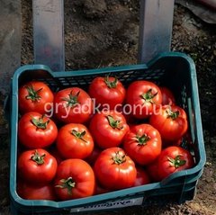 Фото 1 - Девонет F1 томат полудетерминантный Syngenta 500 семян