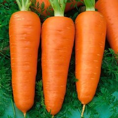 Фото 1 - Ред Кор морква рання Nunhems 1 кг