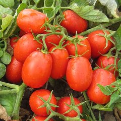Фото 1 - Фабер F1 томат детерминантный Hazera 1000 семян