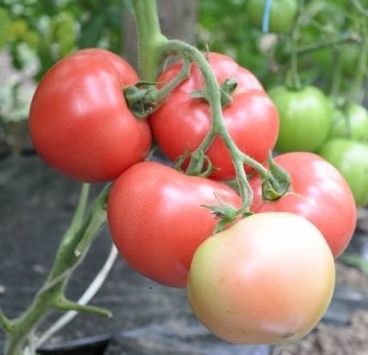 Фото 1 - Пинк Клер F1 томат индетерминантный Hazera 500 семян
