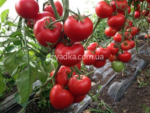Фото 2 - Леда F1 томат напівдетермінантний Yuksel Tohum 500 насінин