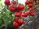 Леда F1 томат напівдетермінантний Yuksel Tohum 500 насінин
