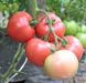 Пинк Клер F1 томат индетерминантный Hazera 500 семян