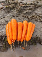 Фото 1 - Курода Пауер морква середньорання Sakata 500 гр