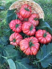 Фото 1 - Пинк Кой F1 томат индетерминантный Yuksel Seeds 100 семян
