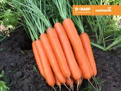 Фото 1 - Альянс F1 морква пізня Nunhems 1.4-1.6, 100 тис. насінин