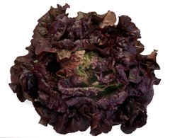 Фото 1 - Черокі салат тип Батавия Rijk Zwaan 1 000 семян