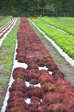 Фото 2 - Лея салат тип Лолла Росса Enza Zaden 1 000 насінин