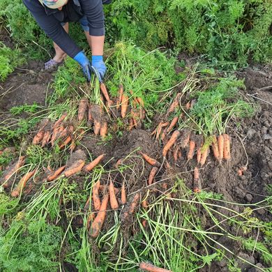 Фото 2 - Курода Пауер морковь среднеранняя Sakata 500 гр