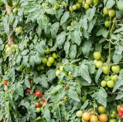 Фото 1 - Томоко F1 томат середньоранній Bejo Zaden 1000 насінин