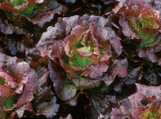 Фото 3 - Черокі салат тип Батавия Rijk Zwaan 1 000 семян