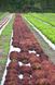 Лея салат тип Лолла Росса Enza Zaden 1 000 семян