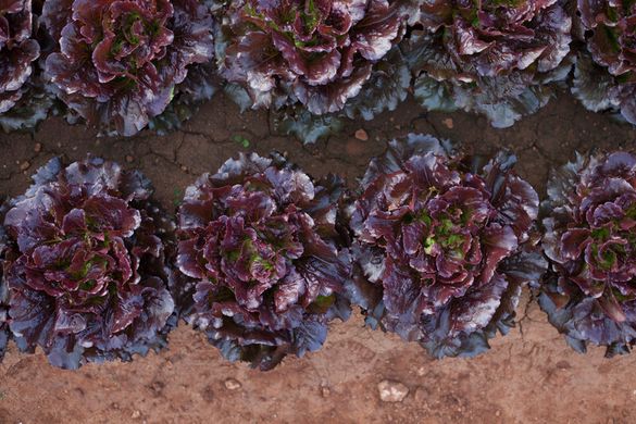 Фото 2 - Черокі салат тип Батавия Rijk Zwaan 1 000 семян