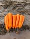 Курода Пауер морква середньорання Sakata 500 гр