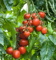 Фото 1 - Толстой F1 томат середньоранній Bejo Zaden 1 000 насінин