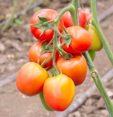 Фото 1 - Конго F1 томат индетерминантный Clause 250 семян