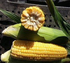 Фото 1 - Світстар F1 суперсолодка кукуруза Syngenta 100 000 насінин