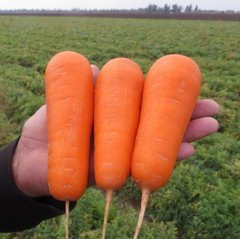 Фото 1 - Боливар F1 морковь среднепоздняя тип Нантский Clause 1,6-2,0, 400 семян