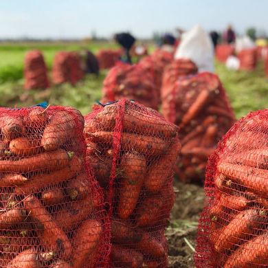 Фото 2 - Боливар F1 морковь среднепоздняя тип Нантский Clause 1,6-2,0, 400 семян