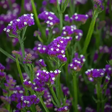 Кермек (Статица) Пурпурный монарх Floragran 5 г