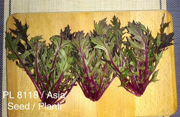 Фото 1 - Виола (PL 8118) салат мизуна Asia Seed 5 г