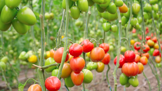 Фото 2 - Конго F1 томат индетерминантный Clause 250 семян