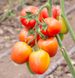 Конго F1 томат індетермінантний Clause 250 насінин