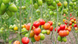 Конго F1 томат індетермінантний Clause 250 насінин