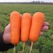 Боливар F1 морковь среднепоздняя тип Нантский Clause 1,6-2,0, 400 семян