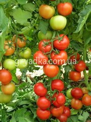 Фото 1 - Буллз F1 томат индетерминантный Yuksel Tohum 100 семян