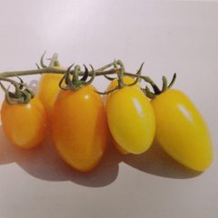 Фото 1 - КС 3670 (KS 3670) F1 томат черрі напівдетермінантний Kitano Seeds 250 насінин