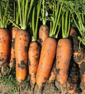 Фото 1 - Милана F1 морковь Libra Seeds 2,0-2,2, 25 тыс. семян