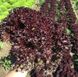 Азирка салат тип Лолла Росса Enza Zaden 1 000 семян