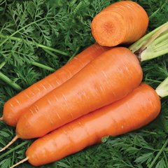 Фото 1 - Шантане Ред Кор морковь United Genetics 0,5 кг