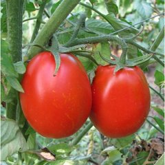 Фото 1 - Тревис F1 томат детерминантный Hazera 1000 семян
