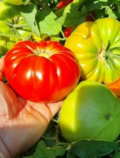Фото 1 - Камаро F1 томат індетермінантний Libra Seeds 100 насінин