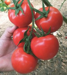 Фото 1 - Немесис F1 томат индетерминантный Yuksel Tohum 100 семян