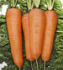 Фото 1 - Курода Шантане морква United Genetics 0,5 кг