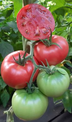 Фото 2 - Сім-Сім (EZ 777) F1 томат індетермінантний Libra Seeds 100 насінин