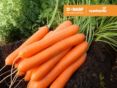 Фото 1 - Флоранс F1 морква пізня Nunhems 1.4-1.6, 100 тис. насінин