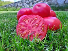 Фото 1 - Сим-Сим (EZ 777) F1 томат индетерминантный Libra Seeds 100 семян